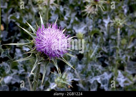 Silybum Marianum-Mariendistel – lila und malvenfarbene Blüten, umgeben von grünen stacheligen Hochblättern, grau-grün melierten, stacheligen Blättern, Juni, England, Großbritannien Stockfoto