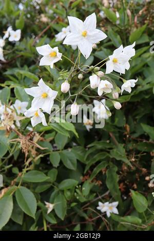 Solanum laxum Album weiße Kartoffelrebe – duftende weiße sternförmige Blüten in offenen Trauben, Juni, England, Großbritannien Stockfoto