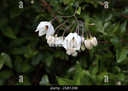 Solanum laxum Album weiße Kartoffelrebe - auftauchende weiße sternförmige Blüten in offenen Trauben, Juni, England, Großbritannien Stockfoto