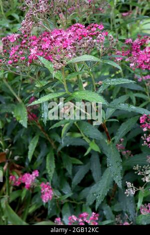 Spiraea japonica ‘Double Play Artist’ Japanese Spiraea Artist – gewölbte Büschel von hellen bis dunkelrosa Blüten mit länglichen Staubgefäßen, Juni, England, Großbritannien Stockfoto