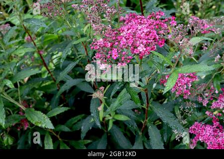 Spiraea japonica ‘Double Play Artist’ Japanese Spiraea Artist – gewölbte Büschel von hellen bis dunkelrosa Blüten mit länglichen Staubgefäßen, Juni, England, Großbritannien Stockfoto