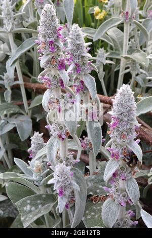 Stachys byzantina ‘Silver Carpet’ lamb's ear – soft thick woolly silver grey leaves,  June, England, UK Stockfoto