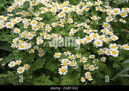 Tanacetum parthenium Feverfew – kleine Gänseblümchen-ähnliche Blüten mit kinnig gelappten Blättern an hohen Stielen, Juni, England, Großbritannien Stockfoto