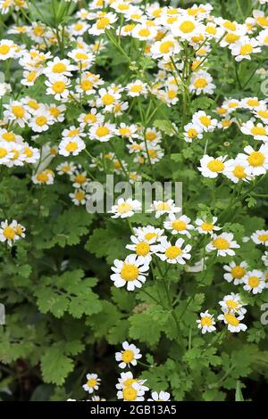 Tanacetum parthenium Feverfew – kleine Gänseblümchen-ähnliche Blüten mit kinnig gelappten Blättern an hohen Stielen, Juni, England, Großbritannien Stockfoto