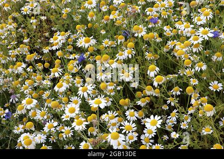 Tanacetum parthenium Feverfew – kleine Gänseblümchen-ähnliche Blüten mit kinnig gelappten Blättern an hohen Stielen, Juni, England, Großbritannien Stockfoto