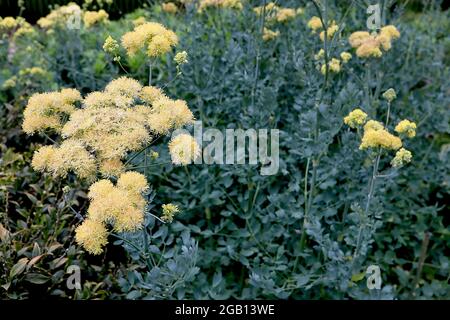 Thalictrum flavum subsp glaucum gelbe Wiesenraute – flauschige gelbe Blüten auf sehr hohen Stielen und graugrünen Blättern, Juni, England, Großbritannien Stockfoto