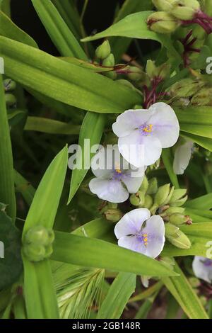 Tradescantia ‘Osprey’ Spider Lily Osprey – blasse, malvenfarbene, zartblütige Blüten mit flauschigen violetten Staubgefäßen, Juni, England, Großbritannien Stockfoto