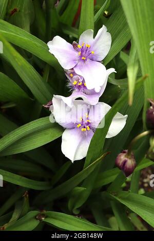 Tradescantia ‘Osprey’ Spider Lily Osprey – blasse, malvenfarbene, zartblütige Blüten mit flauschigen violetten Staubgefäßen, Juni, England, Großbritannien Stockfoto