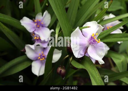 Tradescantia ‘Osprey’ Spider Lily Osprey – blasse, malvenfarbene, zartblütige Blüten mit flauschigen violetten Staubgefäßen, Juni, England, Großbritannien Stockfoto