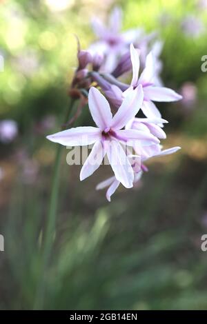 Tulbaghia violacea Society Garlic – röhrenförmige, sternförmige weiße Blüten mit violetten midbar, Juni, England, Großbritannien Stockfoto