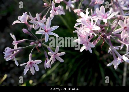 Tulbaghia violacea Society Garlic – röhrenförmige, sternförmige weiße Blüten mit violetten midbar, Juni, England, Großbritannien Stockfoto