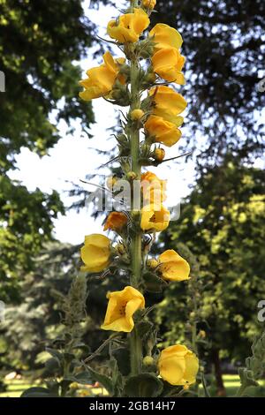 Verbascum densiflorum dicht blühende Königskerze – sehr hoher Blütenstachel aus goldgelben Blüten, Juni, England, Großbritannien Stockfoto