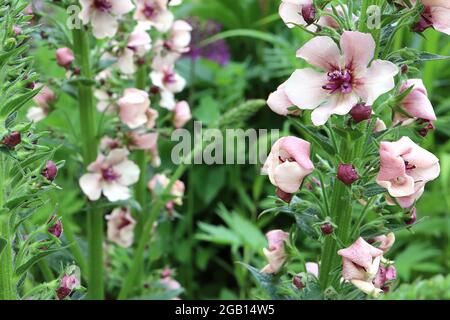 Verbascum x hybrida ‘Southern Charm’ Königskerze Südlicher Charme - lose Blütenspitzen von dunkelrosa schalenförmigen Blüten, Juni, England, Großbritannien Stockfoto