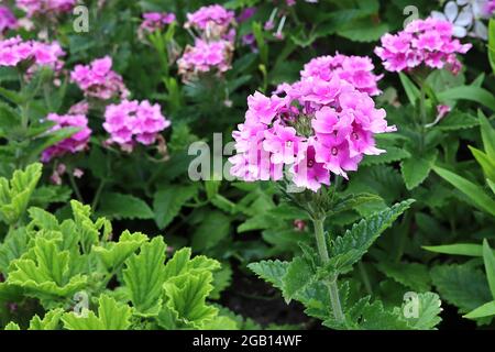 Verbena peruviana ‘EnduraScape Pink Bicolor’ peruanischer Mock Vervain Pink Bicolor - kugelförmige Cluster winziger, tiefrosa Blüten mit hellrosa Rändern, Stockfoto