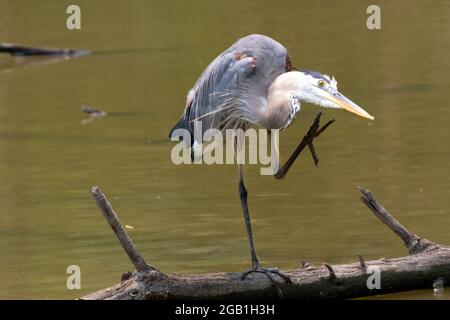 Ein isolierter Blaureiher, der auf einem Baumstamm in einem Teich im Südwesten von Ontario, Kanada, aufbiert. Stockfoto