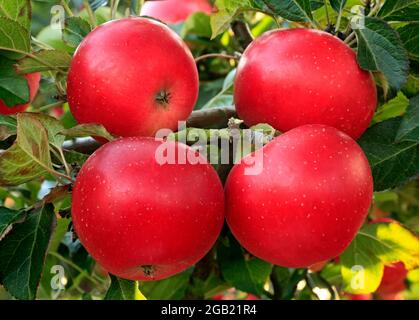 Apfel 'Discovery', wächst auf Baum, Malus domestica, Äpfel, Früchte Stockfoto