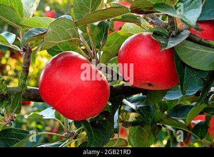 Apfel 'Discovery', wächst auf Baum, Malus domestica, Äpfel, Früchte Stockfoto