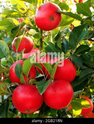 Apfel 'Discovery', wächst auf Baum, Malus domestica, Äpfel, Früchte Stockfoto
