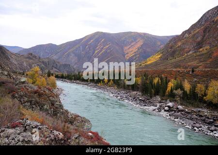 Das Bett eines wunderschönen türkisfarbenen Flusses, der im Herbst durch eine enge Schlucht am Fuße eines hohen Berges fließt. Katun-Fluss, Altai, Sibirien, Russland. Stockfoto