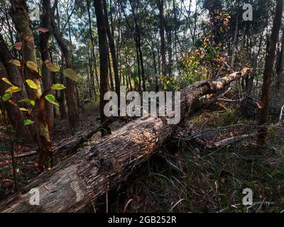 Gefallener Baum im Wald unter stehenden Bäumen Stockfoto