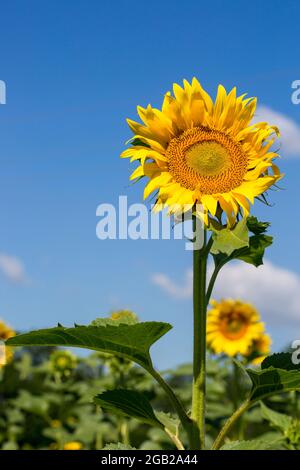 Blühende Sonnenblume Über Blauem Himmel Hintergrund Stockfoto