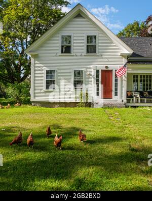 Ein Landhaus in Nord-Zentral-Massachusetts mit Hühnern im Vorgarten Stockfoto