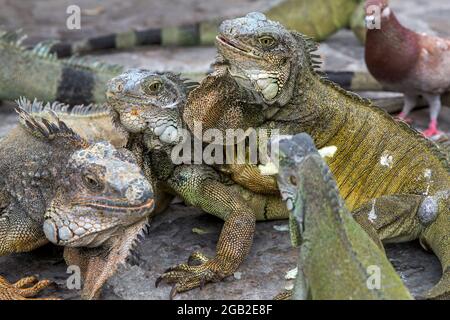 Leguane im Parque seminario, auch bekannt als Parque de las Iguanas (Iguana Park) in Quito, Ecuador. Stockfoto