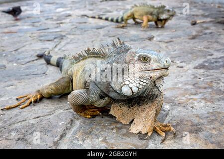 Leguane im Parque seminario, auch bekannt als Parque de las Iguanas (Iguana Park) in Quito, Ecuador. Stockfoto