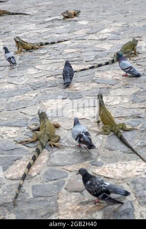 Leguane im Parque seminario, auch bekannt als Parque de las Iguanas (Iguana Park) in Quito, Ecuador. Stockfoto