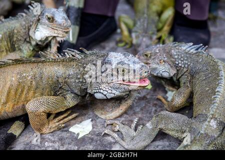 Leguane im Parque seminario, auch bekannt als Parque de las Iguanas (Iguana Park) in Quito, Ecuador. Stockfoto