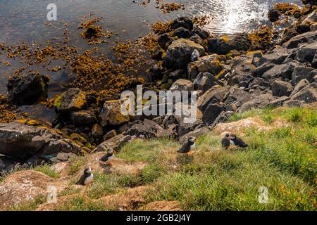 Klippen und Strand in Borgarfjordur Eystri, Island, bewohnt von wunderschönen Puffin-Vögeln, wandern an einem Sommertag um den Ort. Stockfoto