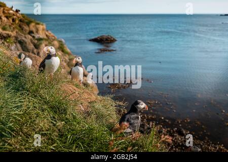 Klippen und Strand in Borgarfjordur Eystri, Island, bewohnt von wunderschönen Puffin-Vögeln, wandern an einem Sommertag um den Ort. Stockfoto