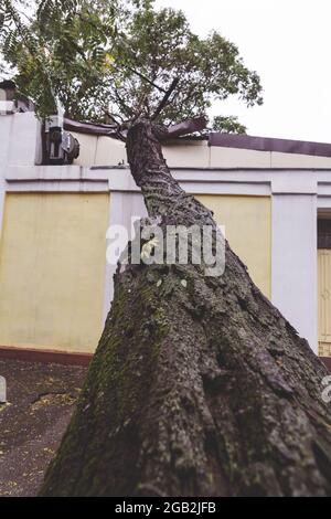 Hurrikan CHRISTIE. Starker Regen und Sturm - Windböen verursachten einen Unfall - alter Baum fiel während des Sturms auf das Auto und zerstörte das Haus. Starker Sturm wi Stockfoto