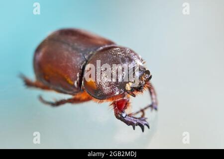 Erddünger auf weißem Hintergrund, Nahaufnahme in hoher Auflösung Stockfoto