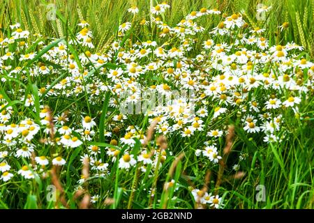 Gänseblümchen auf einem Feld, Manche Department, Cotentin, Normandie, Frankreich Stockfoto