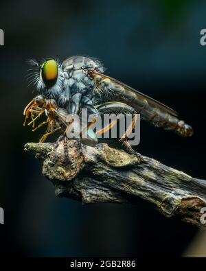 Robberfly mit Kill. Die Asilidae sind die Raubfliegenfamilie, auch Assassinfliegen genannt. Sie sind kraftvoll gebaut, stachelige Fliegen. Stockfoto