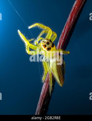 Gelbe Luchsspinne auf blauem Hintergrund Stockfoto