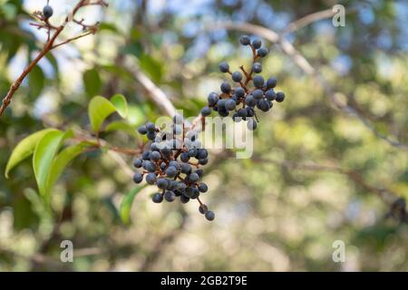Früchte des Myoporum laetum-Baumes, einem invasiven Strauch, der auch immergrün genannt wird Stockfoto