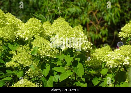 Hellgrün blühende Hortensia (Hydrangea paniculata Limelight). Familie Hydrangeaceae. Verblassener holländischer Garten, Sommer, Juli. Stockfoto