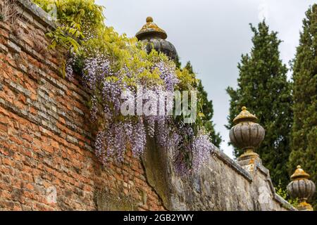 Hängende Blumen an einer Wand in einem Garten Stockfoto
