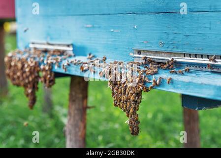 Honigbienen, die in den Bienenstock eintreten. Bienenfamilie am Eingang zum Bienenstock. Bienen, Bienenstock, Imkerei, Honigproduktion. Home apiary, selektiver Fokus Stockfoto