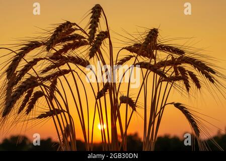 Reifende Weizenfeld bei Sonnenuntergang. Goldene Weizenspikeletts. Stockfoto