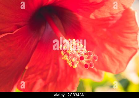 Roter Hibiscus Rosa-Sinensis blüht in der Mitte gelber Pollen. Malaysia Nationalblume Stockfoto