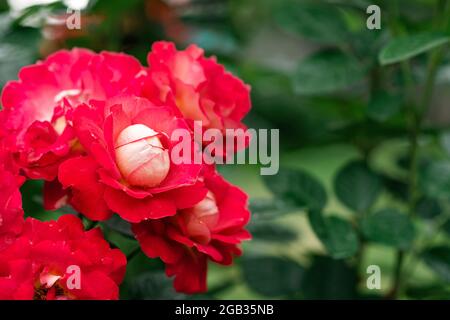 Schöne karmesinrote Rose gallica in einem grünen Garten. Floraler Hintergrund. Weicher, selektiver Fokus. Stockfoto