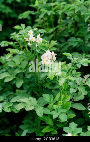 Blühende Bio-Kartoffeln im Garten. Blühende Kartoffeln auf dem Feld. Landwirtschaft. Weicher, selektiver Fokus. Stockfoto