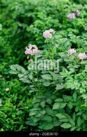 Blühende Bio-Kartoffeln im Garten. Blühende Kartoffeln auf dem Feld. Landwirtschaft. Weicher, selektiver Fokus. Stockfoto