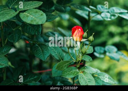 Die chinesische Rose, bekannt als die Bengalrose, oder Himbeerrose .Rosa chinensis, ist eine wunderschöne orange-gelbe Blume, die im Garten gefunden wird. Weich in Stockfoto