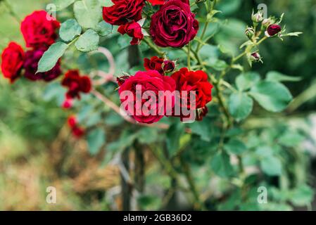 Schöner blühender Chinensis Rosenbusch in einem grünen Sommergarten. Weicher, selektiver Fokus. Stockfoto