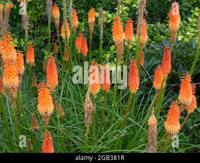 Kniphofia Fiery Fred AGM Red Hot Poker Flowers August Sommer UK Stockfoto