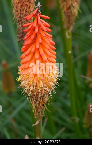 Kniphofia Fiery Fred AGM Red Hot Poker Flowers August Sommer UK Stockfoto